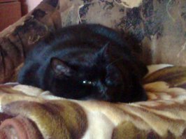 Котовторник