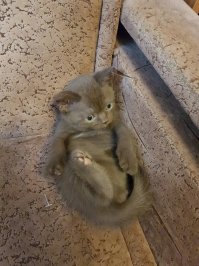 Мой новобранец! Злыдня мелкая, попал к нам в месяц от роду, волновалась очень за него.  Сыну 5 лет, и я пока не могу их подружить. Развожу по комнатам и воспитываю их по отдельности.