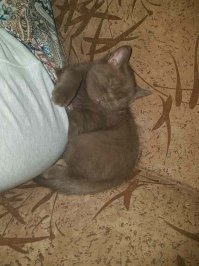 Мой новобранец! Злыдня мелкая, попал к нам в месяц от роду, волновалась очень за него.  Сыну 5 лет, и я пока не могу их подружить. Развожу по комнатам и воспитываю их по отдельности.