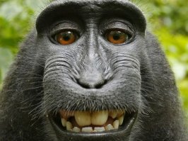 В Индонезии нашли улыбчивых павианов - любителей позировать