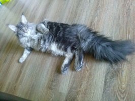 ну и мой котейка