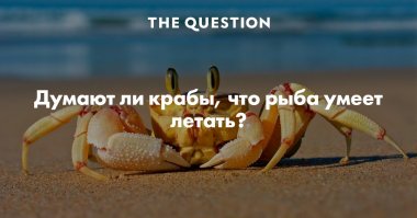 Оказывается, морские скаты тоже умеют летать