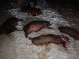 800 страшнее звучит!)))
А после пожара они такие вот