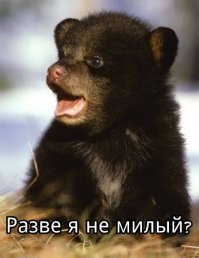 11 фотографий диких зверей, которые вызовут у вас смешанные чувства - от веселья до страха