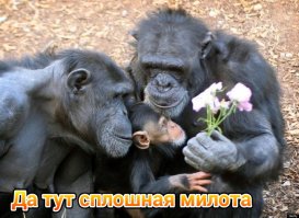 11 фотографий диких зверей, которые вызовут у вас смешанные чувства - от веселья до страха