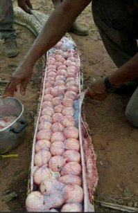 Внутри питона: вскрытие бирманской змеи шокировало ученых