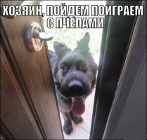 17 фотографий собак, которые съели пчелу