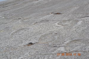 Следы динозавров. Фотографировал сам.