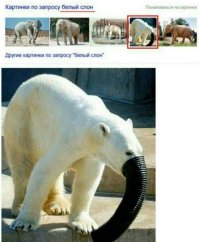 Все хотят быть слониками.
