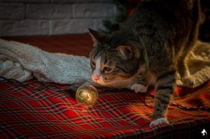 Отличная идея!       
А эта картинка, я думаю, на Фишках ещё не раз появится.     ;)