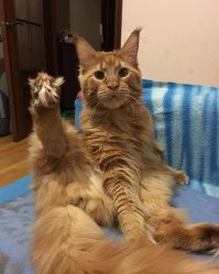 А вот мой, гимнаст.