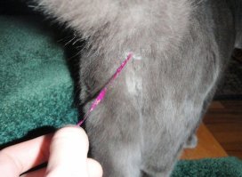 Скоро у всех котов страны