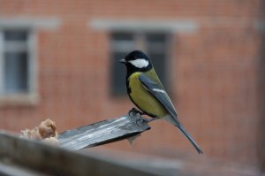 Мы так же кормили, балконы у всех застеклены, но соседи жаловались - стекла не отмыть.
