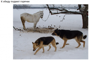 Подпись к этой фотке не совсем понятна: это типа лошадь насрала и это тепленькая еда для воробьев?