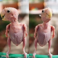 Вот микрораптор...Живёхонек!!!