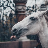 11 фотографий диких зверей, которые вызовут у вас смешанные чувства - от веселья до страха