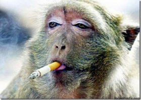 11 фотографий диких зверей, которые вызовут у вас смешанные чувства - от веселья до страха