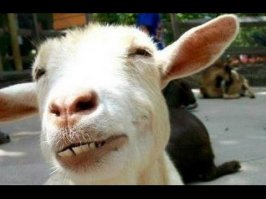 11 фотографий диких зверей, которые вызовут у вас смешанные чувства - от веселья до страха