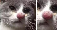 17 фотографий собак, которые съели пчелу