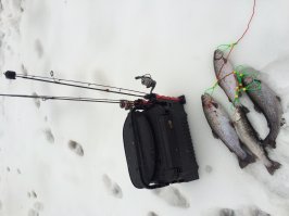 В непогоду за лососем