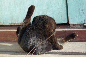 Человек построил для своего кота замок из картонных коробок в виде дракона