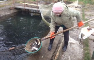 Федеральный селекционно-генетический центр рыбоводства был создан в ноябре 1993 года распоряжением Совета министров Правительства Российской Федерации. Сегодня это крупнейший научно-производственный центр, имеющий мировое значение. Предприятие объединяет научный потенциал людей с мощной рыбоводной базой.

В Ропше сегодня сформированы стада каспийского лосося и арктического гольца (ладожской палии). Центр также является заявителем по четырём зарегистрированным новым породам, а так же имеет две заявки на селекционные достижения.