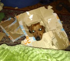 Лицо моей собаки, когда решил сделать для него домик из картона )))