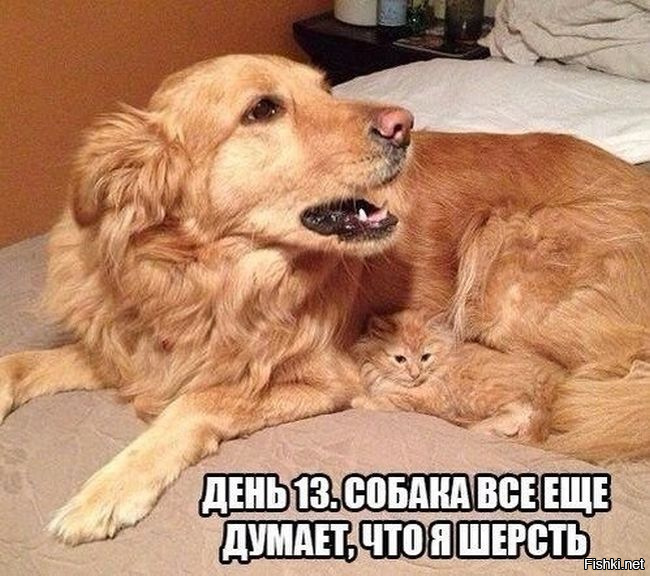 Ты можешь выбрать любого питомца которого захочешь