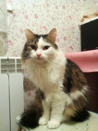 Один в один как мой котей