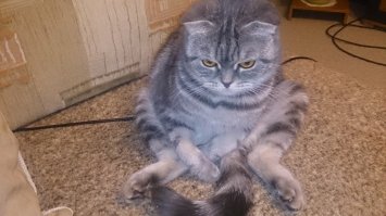 Девочка Соня, спокойная, умная.  Просит кота -- даю на ночь витамины. Ночью спит, днем играет, хорошо что есть с кем -- пес, тойтерьер, тоже умница и сторож или скорее звонок.