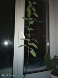 Яблоня, лимон, острый перец :) Яблоне уже 3 год пошел..