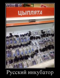 это не цыплята, это - бельчата!