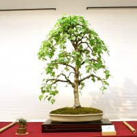 Бонсай из березы.