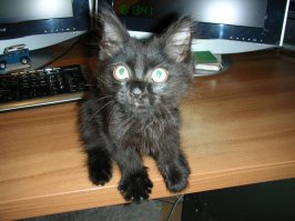 Красота мейн-кунов в фотографиях Robert Sijka