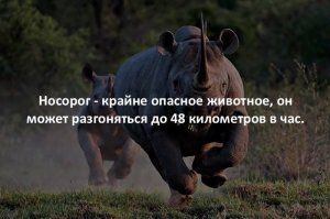 Подборка познавательных фактов