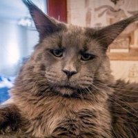 Красота мейн-кунов в фотографиях Robert Sijka