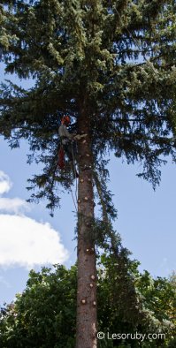 Что то недоговаривают про эту историю журналюхи.
Посадила 57 лет назад. Вы знаете как выглядит 60 летняя ель? 

Это явно не та шняга, что прилепили в новостях. Едь росла на муниципальной земле. Вполне возможно, что она реально мешала или представляла угрозу и спилили её именно по этому. В том, что её макушку решили использовать в качестве украшения площади не вижу ничего плохого.
