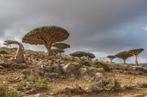 На Аравийском полуострове и в Юго - Западной Азии есть растение, которое называют "Цветком смеха". Его семечко размером с горошину способно вызвать у человека беспричинный смех на протяжении получаса, после чего человек спокойно и безмятежно засыпает. 

ДАЙТЕ ДВА!!!