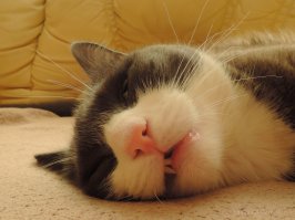 Мой котик