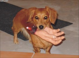 А потом веселый хакер заразит собаку электронным вирусом бешенства