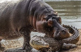 Антилопе посчастливилось вырваться из пасти крокодила