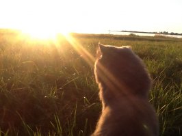 В России, на краю света...