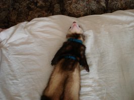 -------------ХОРЬКИ СПАСУТ МИР!!!-------------
щя-щя, ещё 5 минут и всех спасёммм.. аххррр....хххррррр