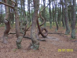 Ну раз тут есть фотки "малых родин", то и я своей похвастаюсь. Хоть некоторые скажут, что это не русские края, однако Калининградская область и уникальная Куршская коса это тоже Россия.
Первые два фото это мой город Зеленоградск и берег Балтийского моря, а две последние это Куршская коса. Танцующий лес (давнишняя фотка, но там всё так же) и вид с дюны Эфа.