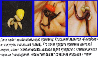 Наиболее благоприятное время для ловли линя — окончание нереста, когда рыба ослаблена и отличается отменным аппетитом. В это время линь клюёт практически на любую наживку, начиная от червей и заканчивая небольшими бойлами.