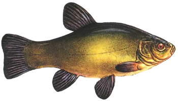 Золотистый подарок реки