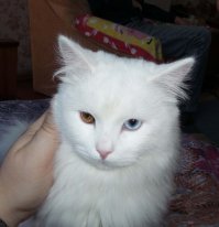 Только 1% людей на земле с такими невероятными глазами