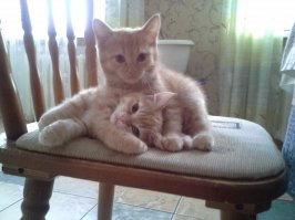 ... держал кавказца 12 лет :) За 2-4 км. от дома, он приходи и ждал меня около калитки :) Я уй его знает, но что то внутри собак есть!!!!! 
Хотя и внутри кошек то же есть что то  Кошка у родителей за городом, но когда я приезжаю она спит только со мной!!!! .... это чудовищные монстры которых моя кошка родила  Ночью бегают как ЛОШАДИ!!!!!