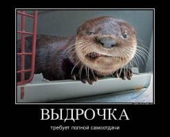 Маленькие выдры