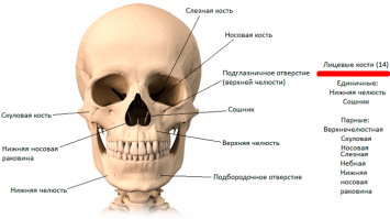 "найди там лицевую кость"